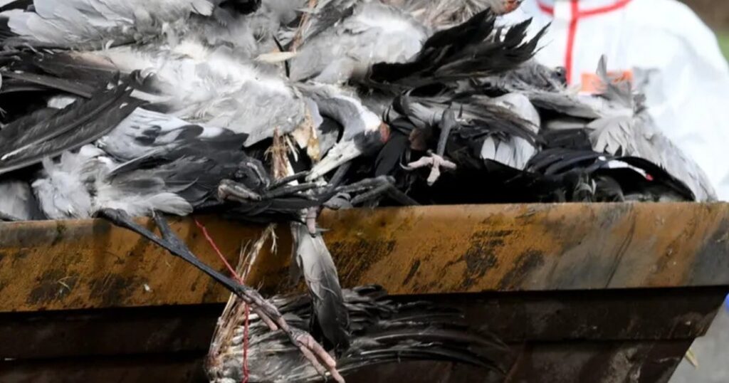 Spain orders confinement of all poultry due to new risks of bird flu