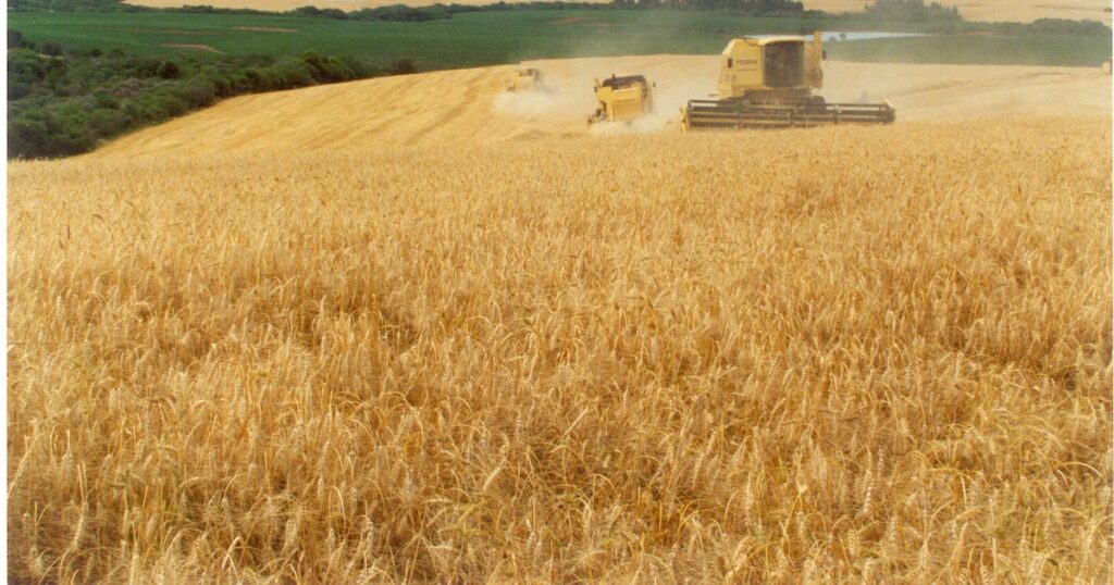 Wheat reached a minimum price that it had not had since 2019 and its impact on the supply of dollars during the summer is worrying