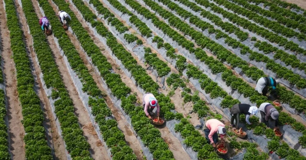 Peru surpassed Chile in its agricultural exports in 2025 with US$14,485 million
