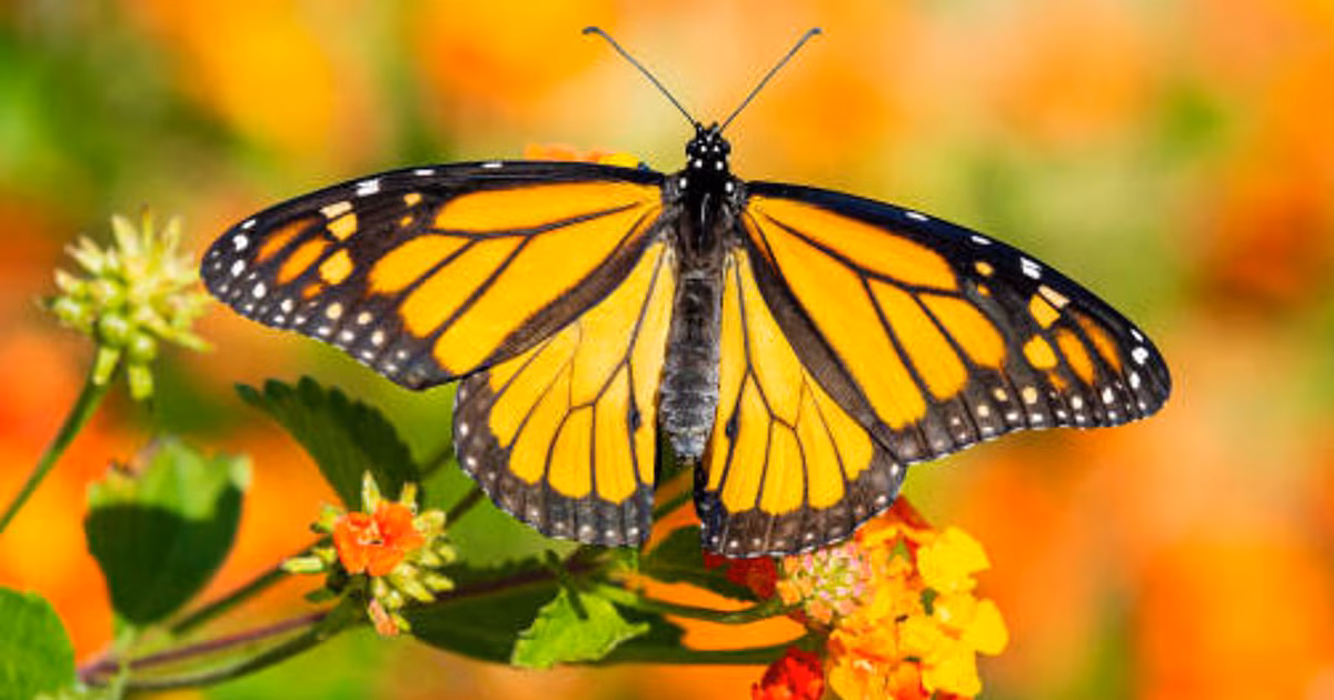 This is the plant you should have to attract butterflies to your garden in spring