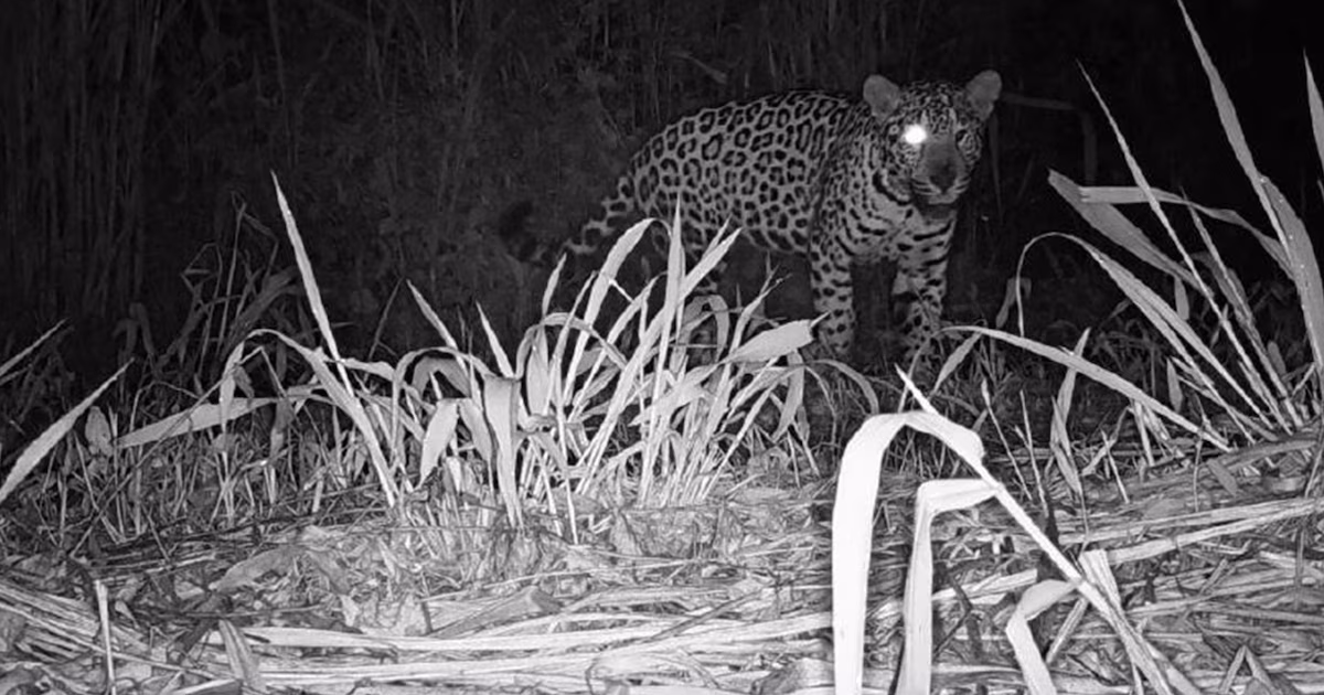 Two baby jaguars missing in Misiones and doubts about their mother: the “unpublished operation” investigated by Justice