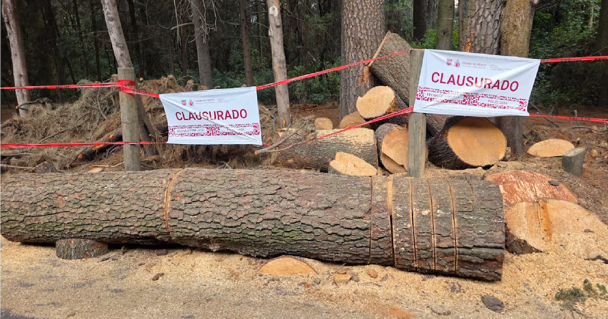 Logging area closed in El Ocotal: Cuajimalpa mayor's office warns of sanctions for irregularities