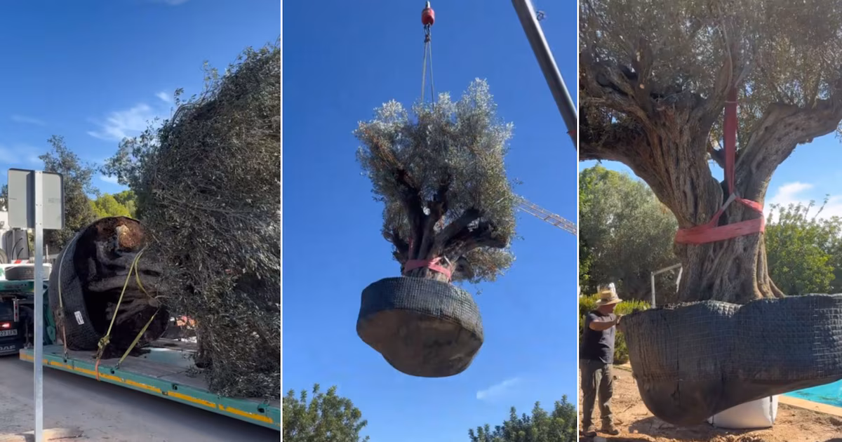 This was the replanting of a 500-year-old, 6,000-kilogram olive tree in Valencia: “Here was a pine tree that fell due to storms and destroyed this entire part of the garden.”