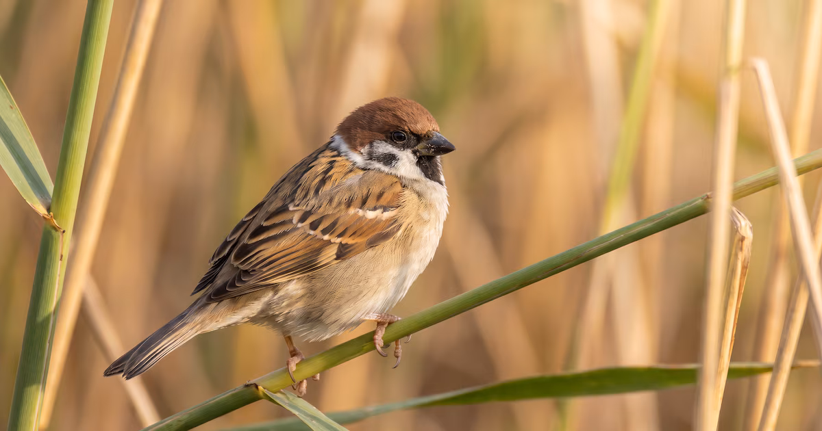 What does it mean to hear sparrows sing near your house or garden?
